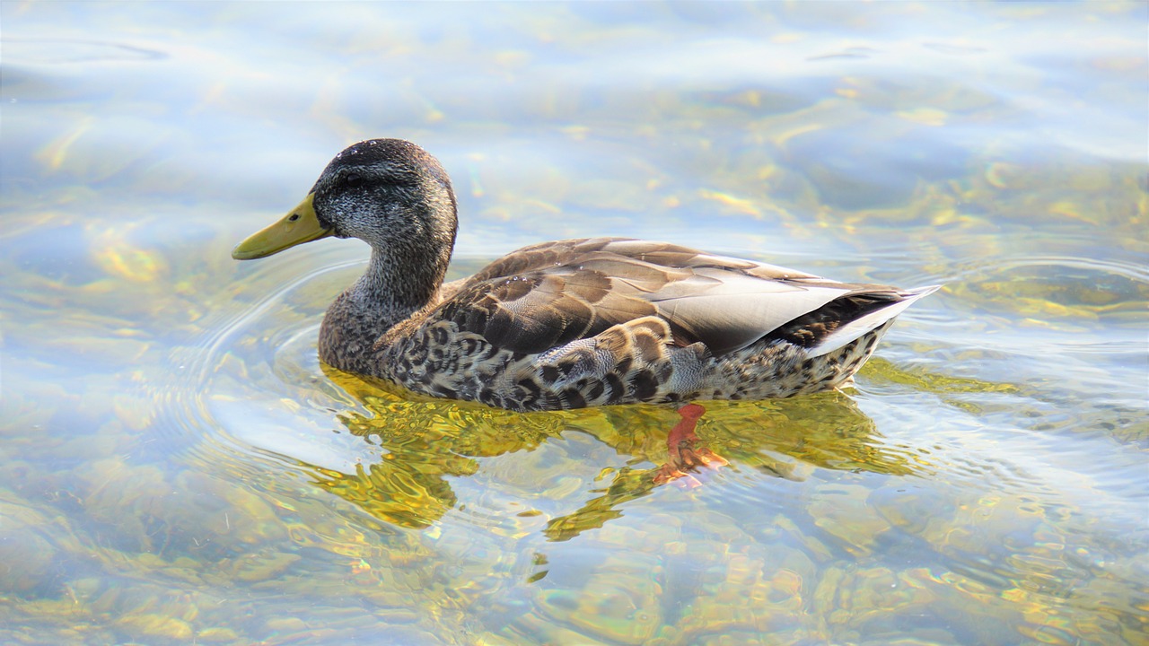 Understanding the Intrinsic Value of Biodiversity